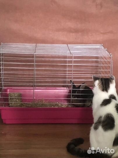 Клетка для кролика