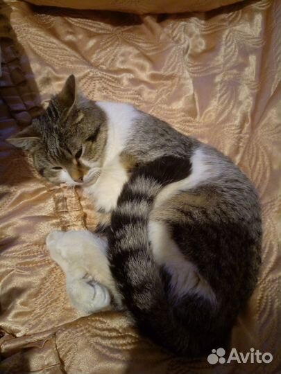 Котик в добрые руки