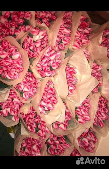 Луковицы тюльпанов