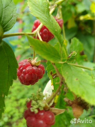 Саженцы малины красной и жёлтой