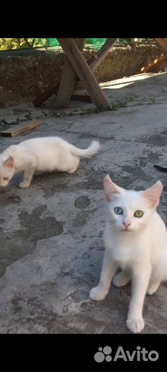 Девочка и мальчик