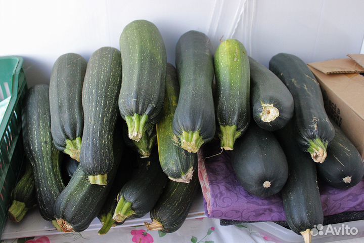 Продам кабачки