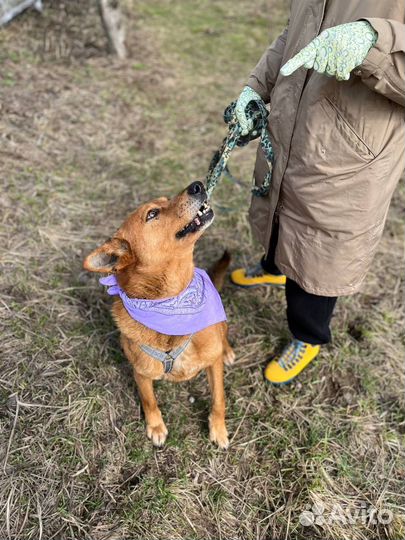 Шикарный бывшедомашний пёс