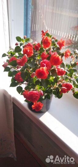 Бальзамин махровый розочки