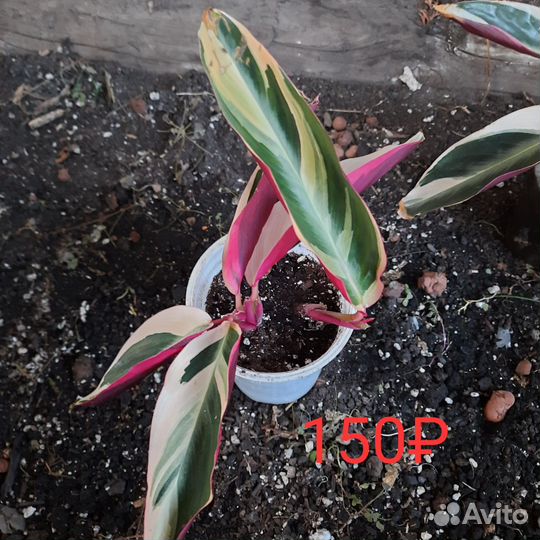 Бронь Строманта Триколор