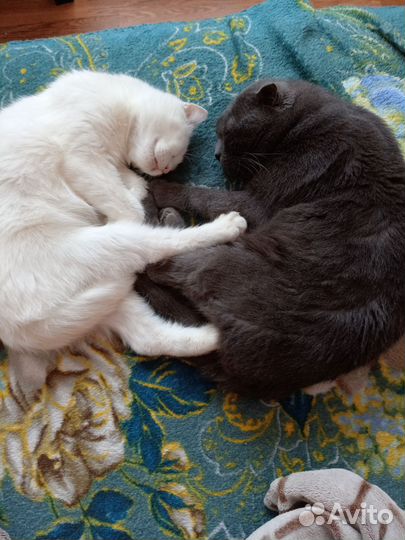 Кошки бесплатно
