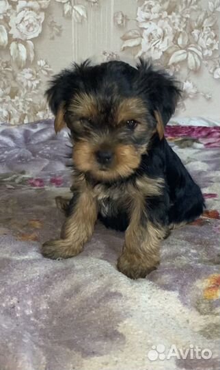 Йоркширский терьер