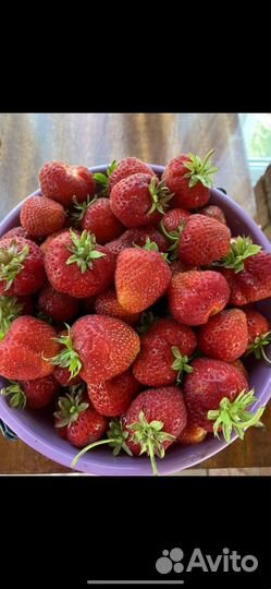 Рассада Виктории Клубники Лорд саженцы