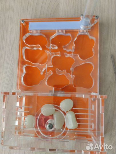 Муравьиная ферма без муравьев