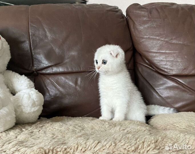 Шотландский вислоухий котенок
