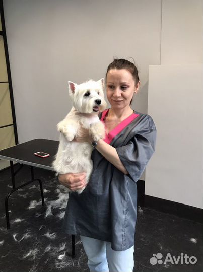 Стрижка собак