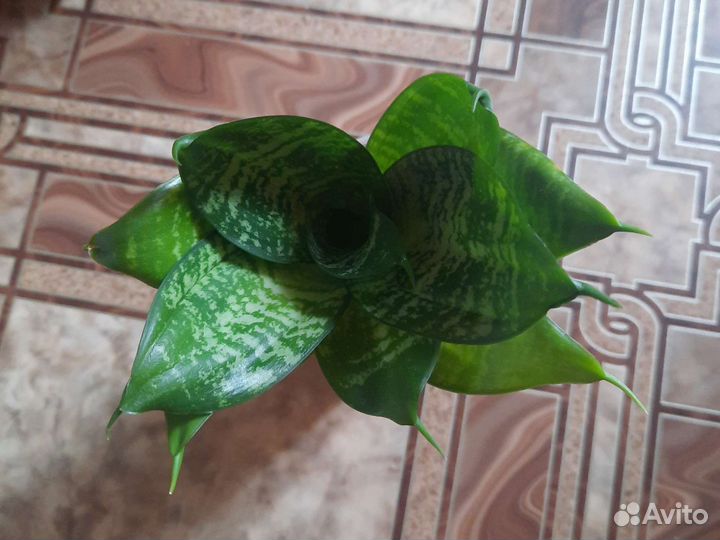 Сансевиерия