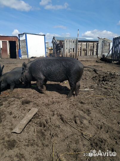 Поросята вьетнамские и вьетнамские смешанные