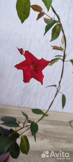 Мандевилла