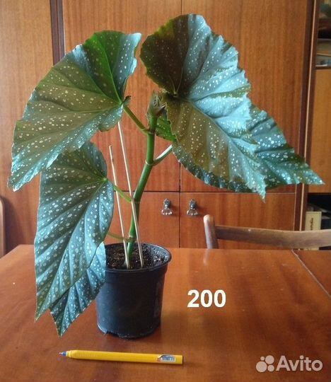 Комнатные и садовое растения