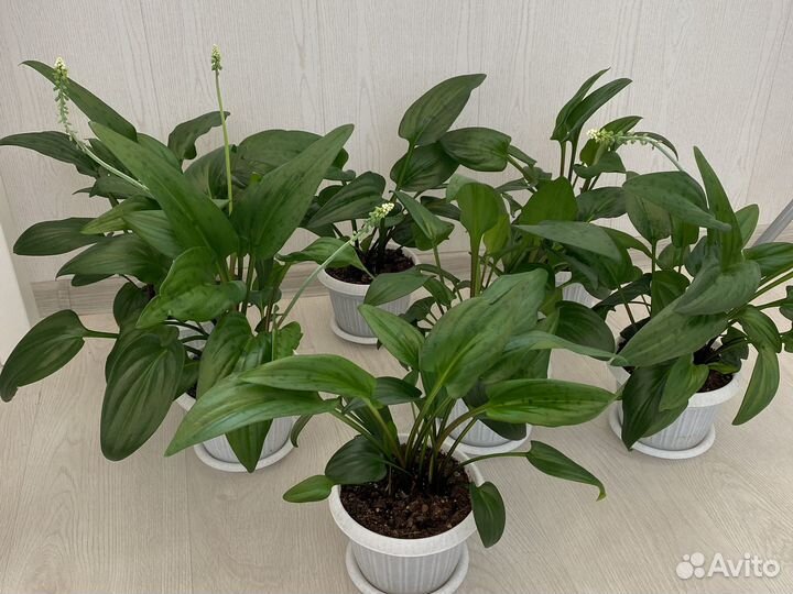 Дримиопсис пятнистый и Китайская Роза