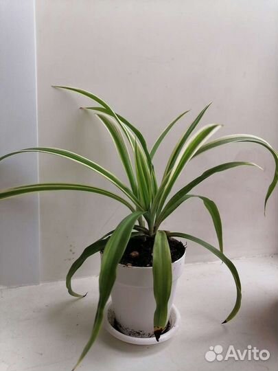 Хлорофитум