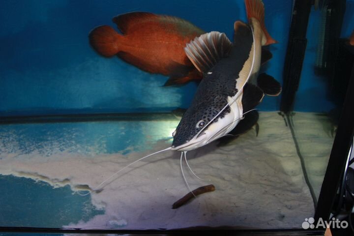 Аквариум 450 литров