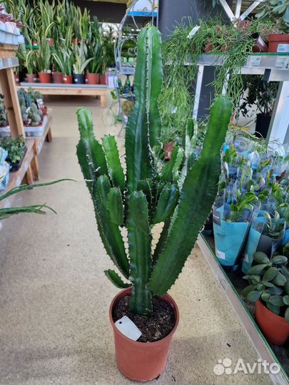 Кактус Мексиканский Эуфорбия Акрурэнсис на выбор
