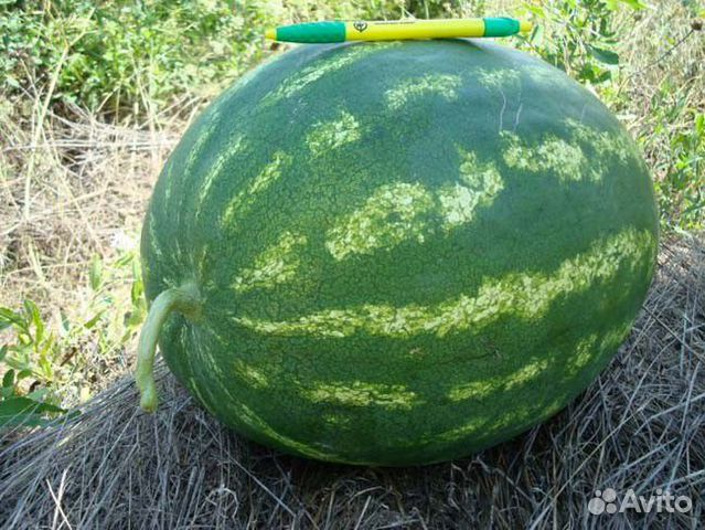 Семена Арбуза 