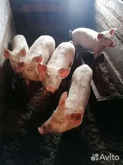 Поросята ландрас+большая белая