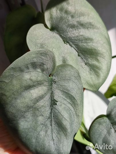 Сциндапсус Хиро, Платинум, Moonlight-мунлайт