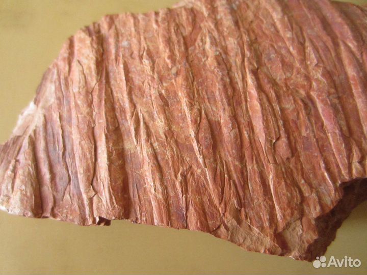 Окаменелость Окаменелое дерево. Кордаит