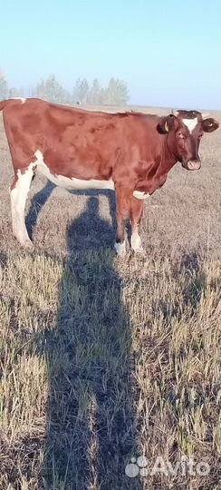 Телка стельная