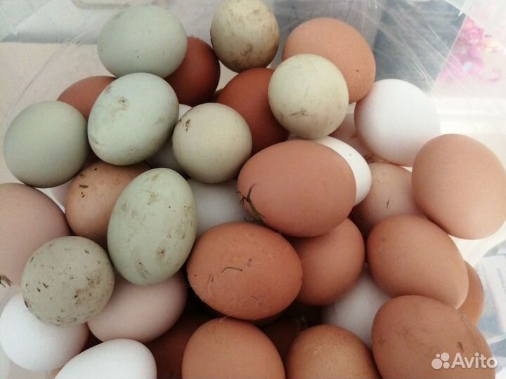 Яйцо для инкубации