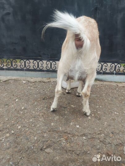 Зааненские козы дойные смесь с нубиийским