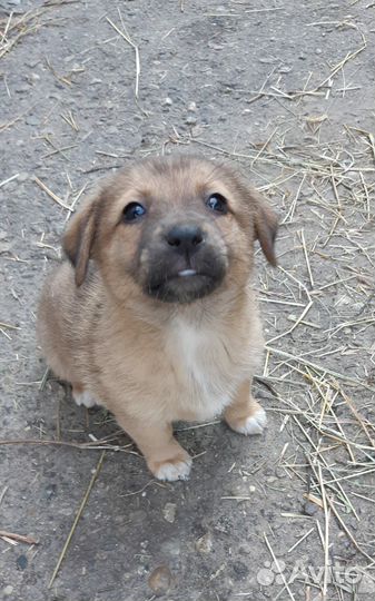 Щенок в добрые руки