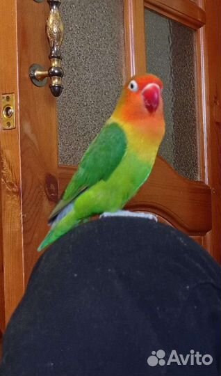 Попугай неразлучник. Нужен мальчик для птенцов