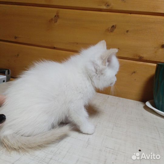 Котята мальчики