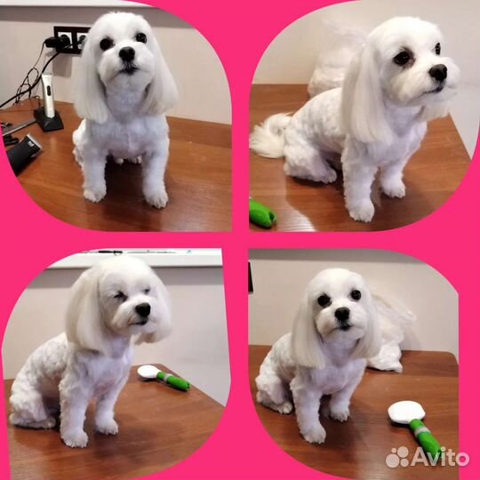 Груминг собак, Экспресс линька, Триминг