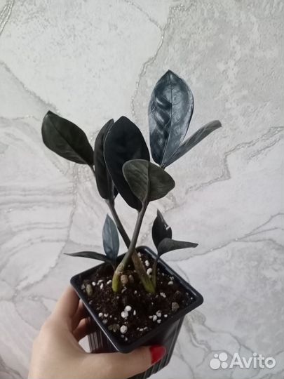 Замиокулькас черный равен