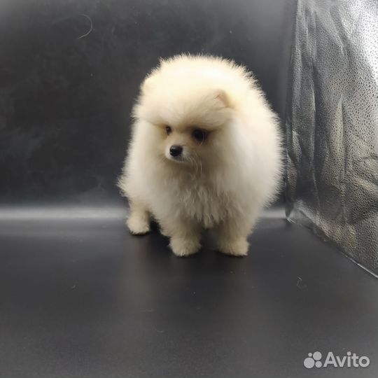 Мини мальчик померанского шпица
