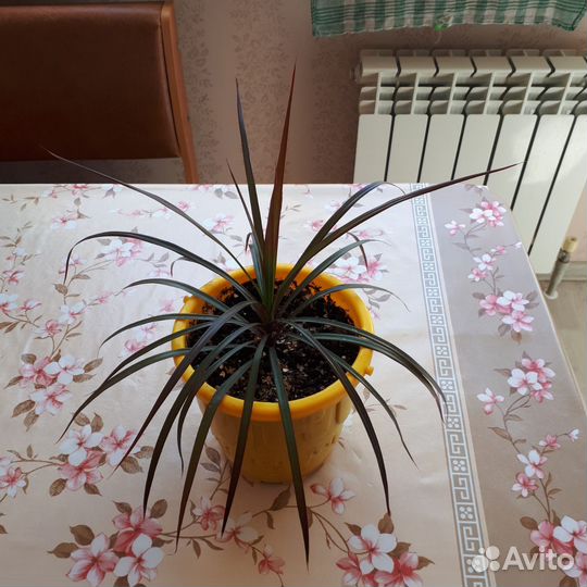 Драцена кордилина