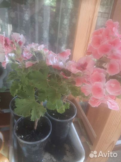 Пеларгония герань королевская, педилантус,фиалка