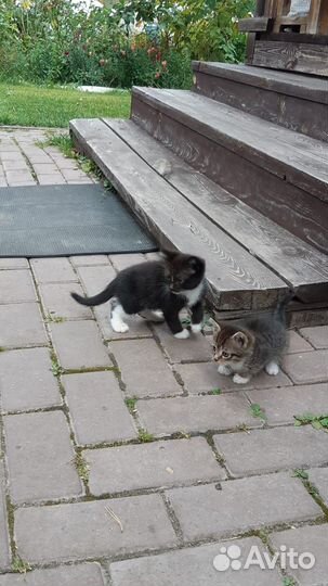 Котята в добрые руки даром