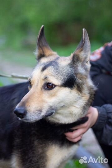 Собака-компаньон Мышка в добрые руки