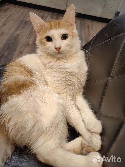 Котик в дар