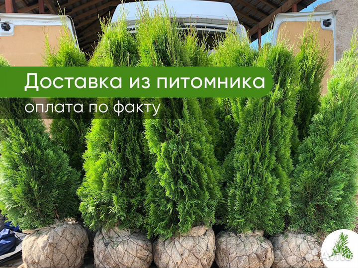 Туя Смарагд напрямую из питомника