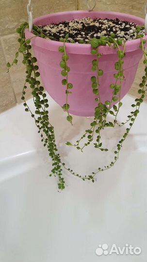 Крестовник роули