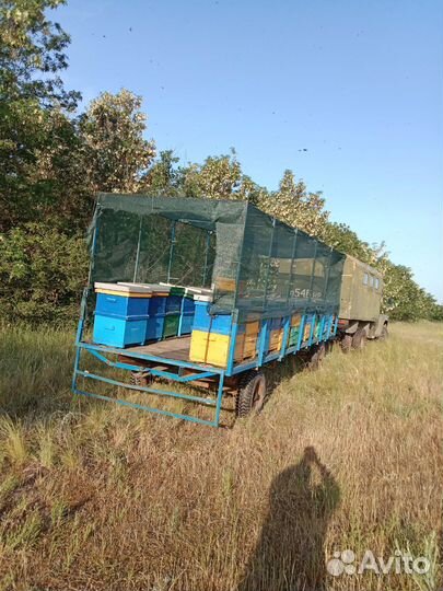 Пасека с пчёлами