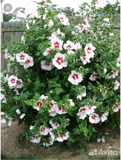 Гибискус садовый