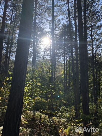 Шишки отборные сосны Крымской для (поделок, декора