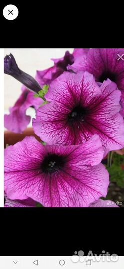 Цветы петунии рассада. рассада овощей