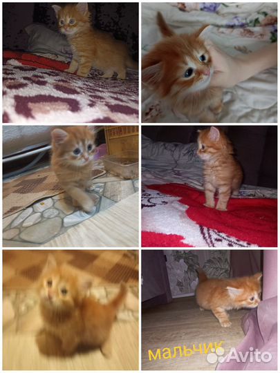 Котята в добрые руки даром