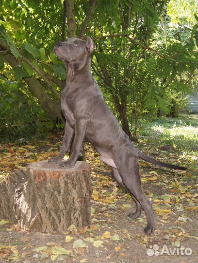 Щенки Прайтера