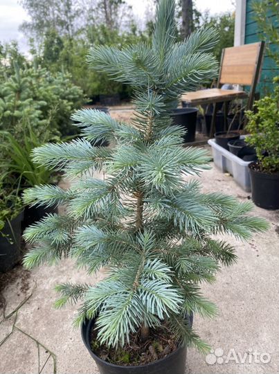 Ель голубая